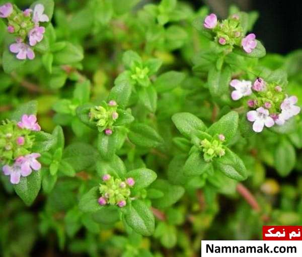 خواص دارویی کاکوتی کاکوتی برای پیشگیری و درمان اسهال