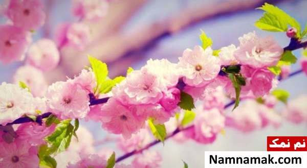 اس ام اس عاشقانه
