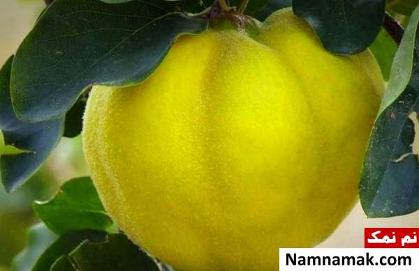 خواص برگ به