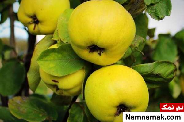 میوه به برای بدن چه خواصی دارد؟