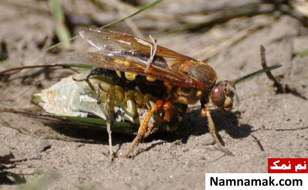 نیش زنبور