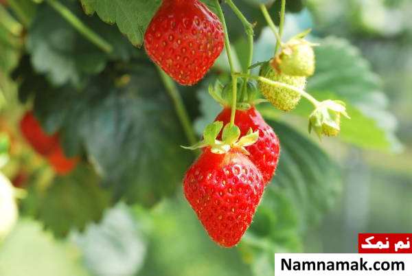 day neutral strawberries پرورش توت فرنگی در خانه