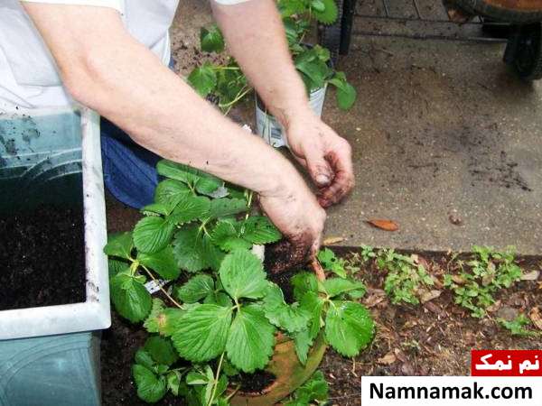 juneberries آموزش کاشتن توت فرنگی