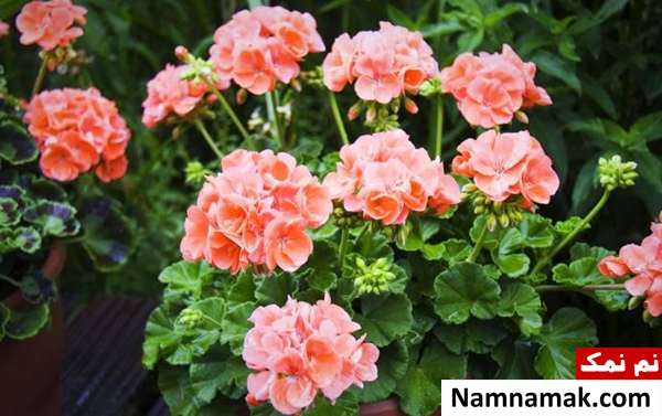 پرورش گل شمعدانی روش های اصولی برای نگهداری از شمعدانی
