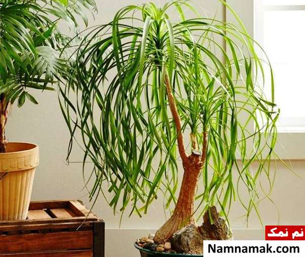 بیماری های گیاه لیندا 