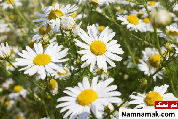 خواص بابونه برای بدن