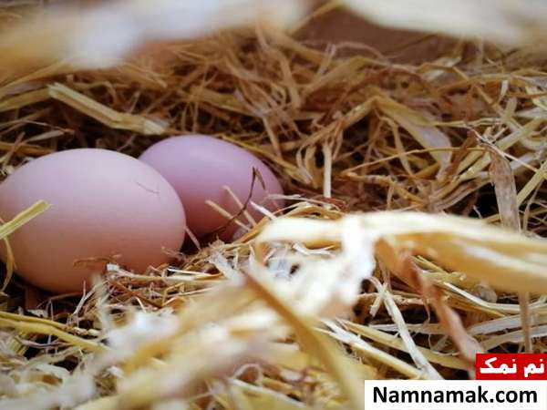 اول مرغ یا تخم مرغ