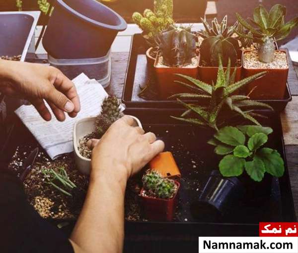 نگهداری گیاه در تابستان آموزش نگهداری گیاهان در تابستان