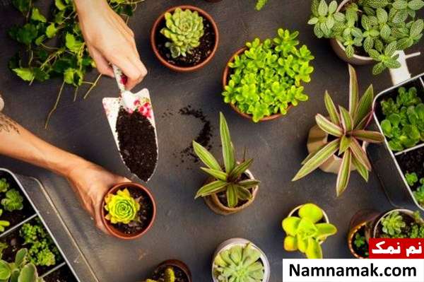 نگهداری گیاهان در تابستان فوت و فن نگهداری گل و گیاه