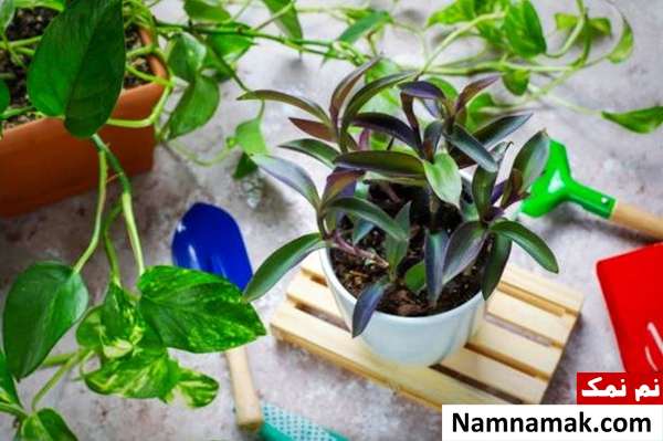 نگهداری گل و گیاه روش های نگهداری گل و گیاه در تابستان