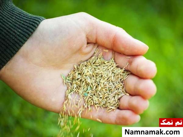 روش ضدعفونی بذر روش های ضدعفونی کردن بذر قبل کاشت