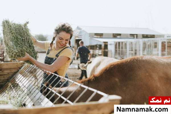 تغذیه دام پیشگیری از بیماری های دام