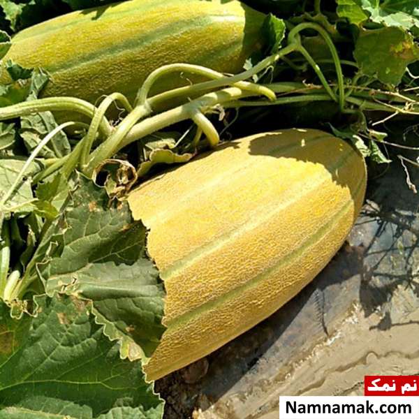 خواص خربزه خواص خربزه برای پوست