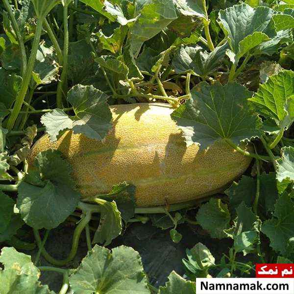 خواص خربزه برای مو تمام خواص و مضرات خربزه برای بدن