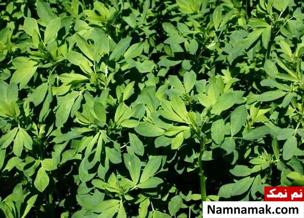طبع یونجه خوردن یونجه برای لاغری