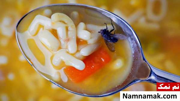 مگس در غذا مگس روی غذا