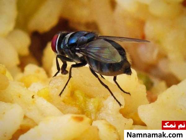 مگس روی غذا غذایی که مگس روی آن نشسته