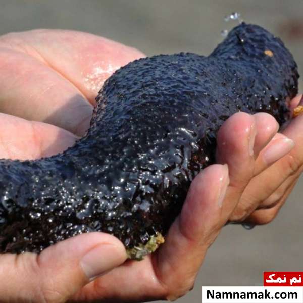 خیار دریایی خیار دریایی خواص بسیاری برای سلامتی دارد