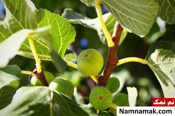 فواید برگ انجیر برای بدن