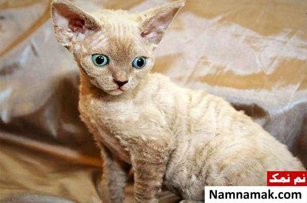 دوون رکس دوون رکس یکی از گربه های عجیب