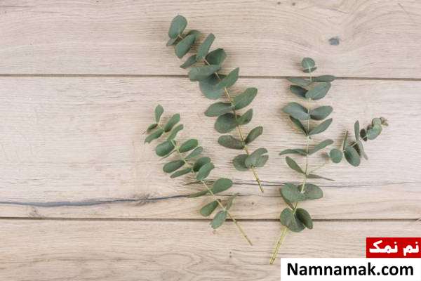 اکالیپتوس بو کردن اکالیپتوس