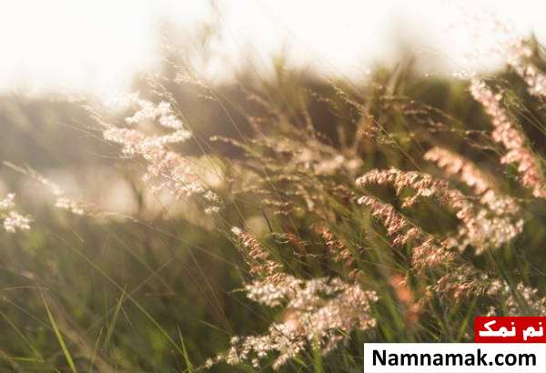 انرژی خورشید برای فتوسنتز