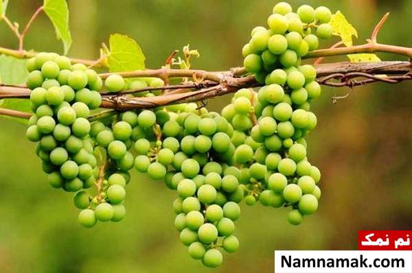 غوره مناسب آبگیری