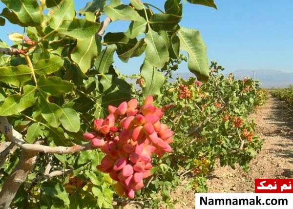 فاصله درختان پسته