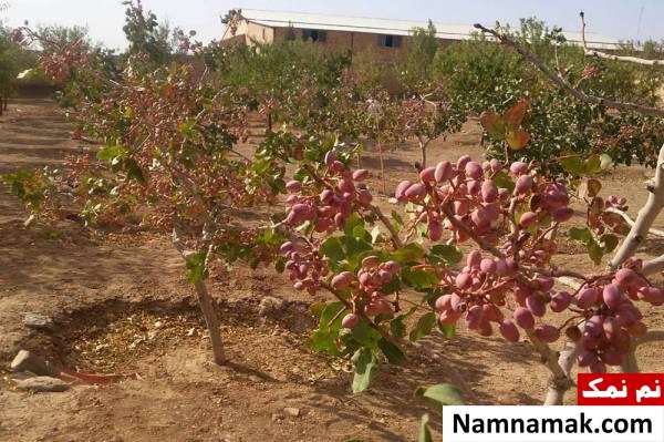 مکان مناسب کاشته پسته