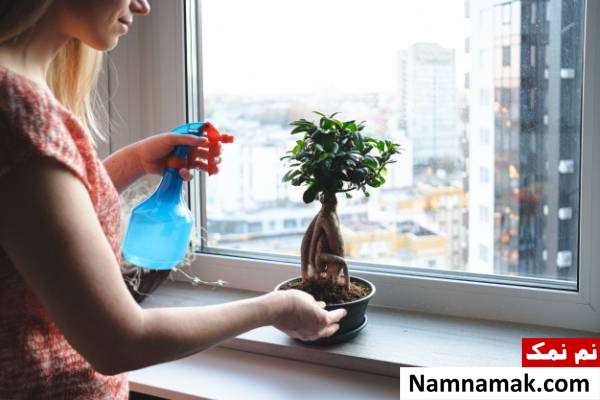 بونسای پرورش بونسای در تابستان