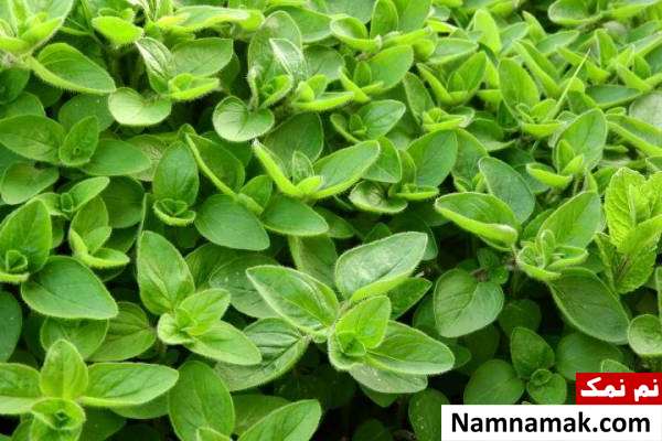 راه های جلوگیری از ناشنوایی کودک و بزرگسال + علائم و علل خواص مرزنگوش برای ناشنوایی