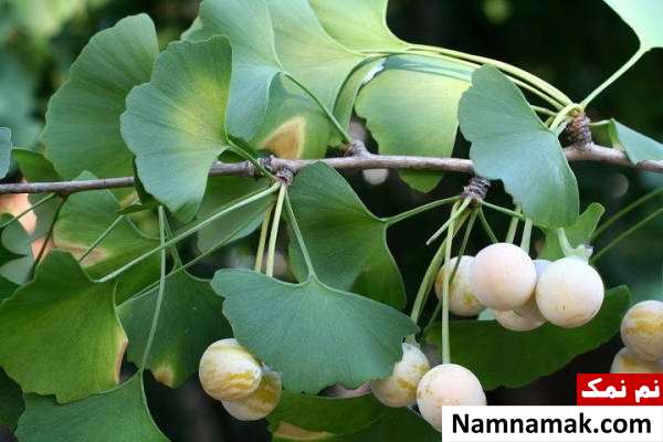 راه های جلوگیری از ناشنوایی کودک و بزرگسال + علائم و علل گیاه جینکوبیلوبا برای ناشنوایی