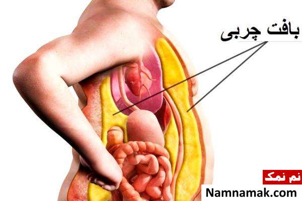 بافت چربی و اعضای داخلی بدن