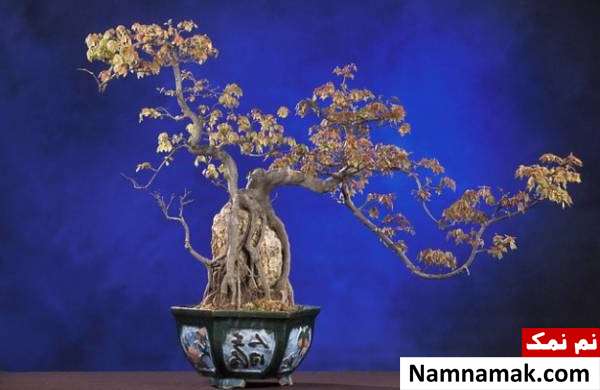 اصول مهم در خرید و نگهداری درختچه بن سای (بونسای) خصوصیات گل بونسای