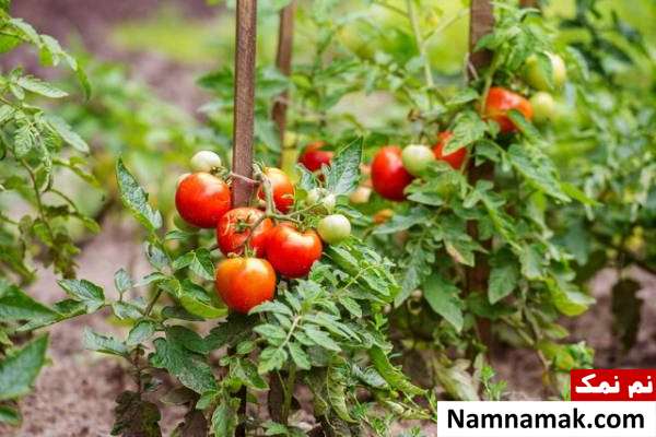 آماده کردن و مراقبت هایی پاییزی از باغچه کاشت گوجه فرنگی در پاییز