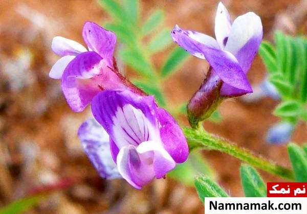 تقویت سیستم ایمنی بدن با بهترین های طب سنتی گیاه گون برای تقویت سیستم ایمنی بدن