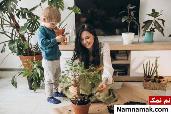 گل و گیاه برای رفع بوی بد