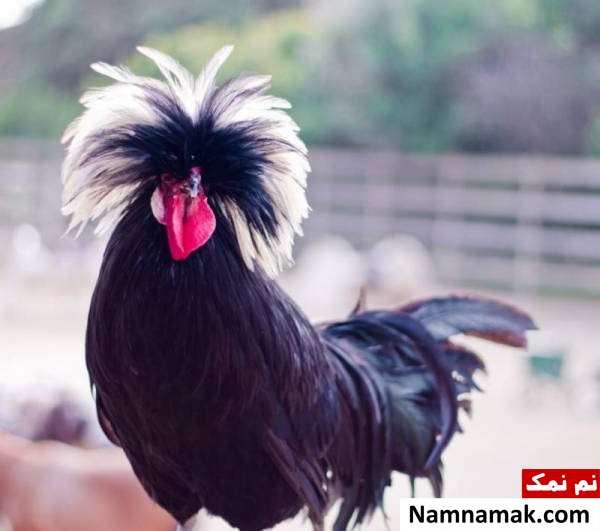 محبوب ترین نژاد مرغ تاجدار 