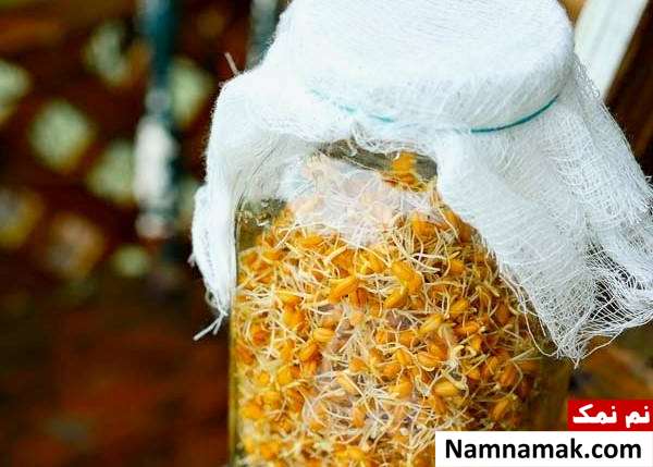 ظرف مناسب برای تهیه جوانه گندم
