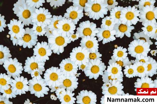 بابونه برای درمان اگزما