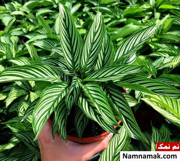روش پرورش و نگهداری گیاه آپارتمانی کالاتیا در انواع مختلف روش تکثیر کالاتیا گورخری