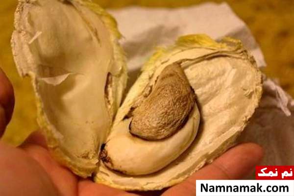 فواید هسته انبه برای چاقی