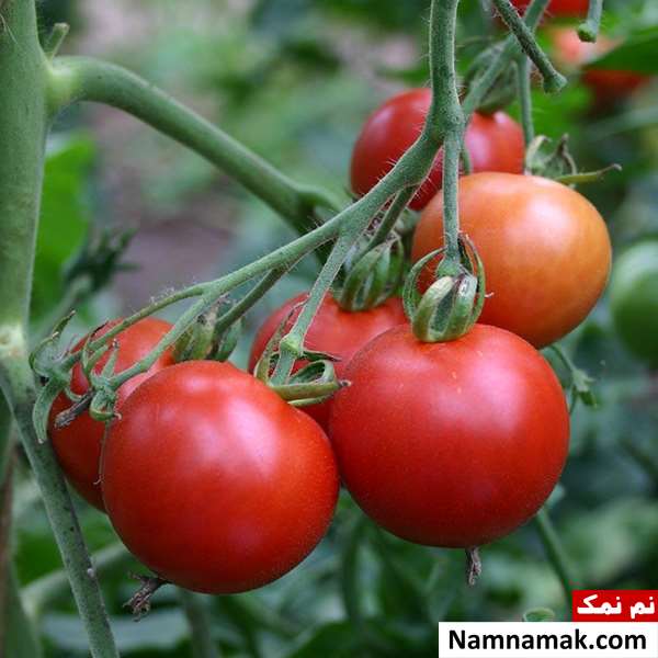 سبزیجات ضروری برای بدن سبزیجات ضروری برای بدن