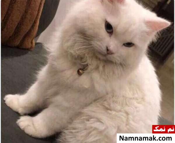جایزه هنگفتی که زن عربستانی برای یابنده گربه گمشده اش تعیین کرد