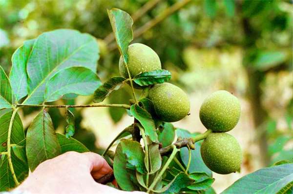 میزان باردهی درخت گردو میزان باردهی درخت گردو