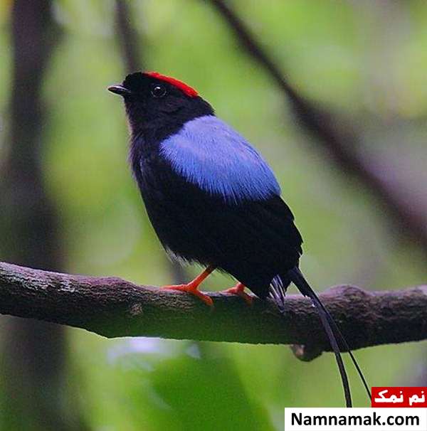 رمانتیک ترین حیوانات در جهان