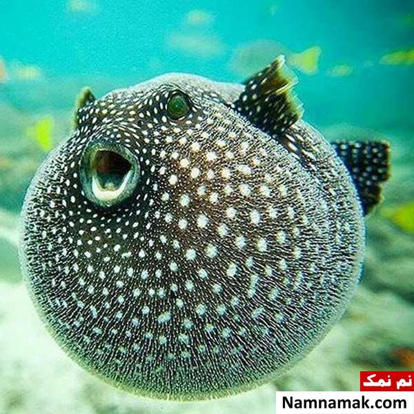 پافرفیش