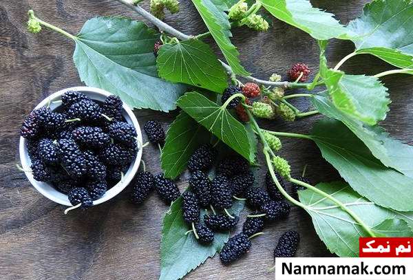 برای درمان سریع کوفتگی پماد خانگی بسازید رفع کوفتگی بدن با برگ توت