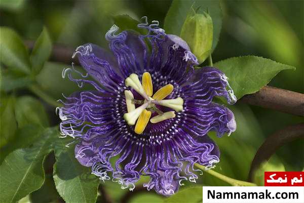 تمام علل و درمان های خانگی سندرم پای بیقرار بدون دارو دمنوش گل برای درمان سندرم پا