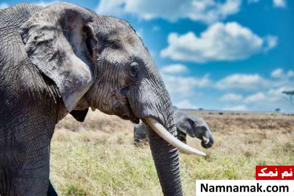 دلیل اصلی چین و چروک های پوست فیل + رازهای جالب چروک های پوست فیل